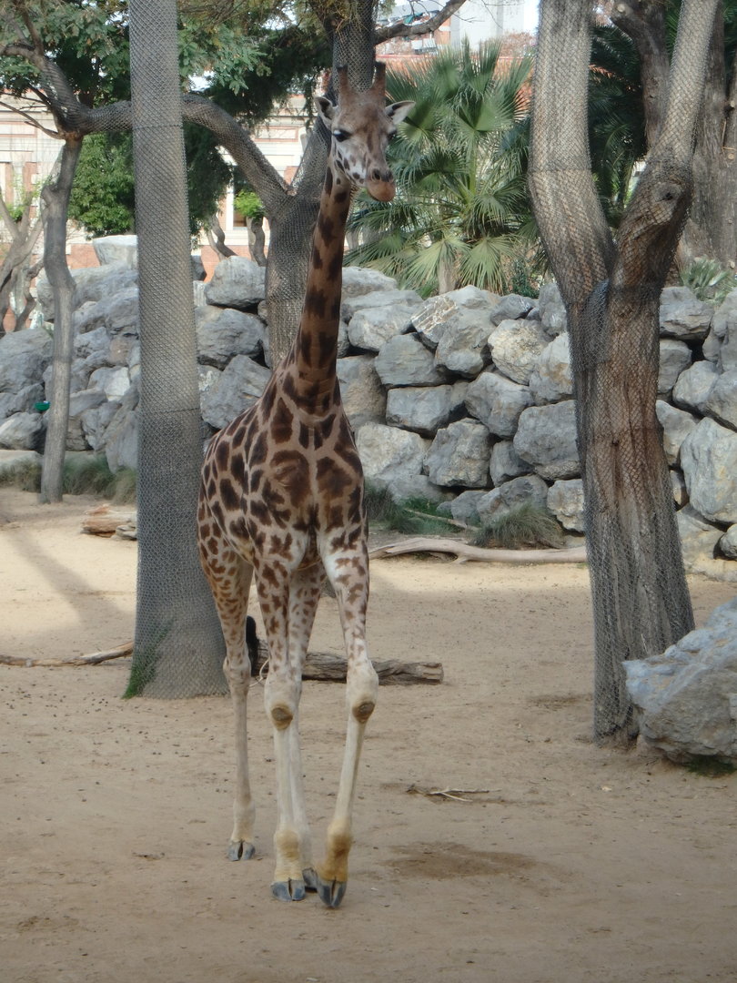 Rothschild's giraffe