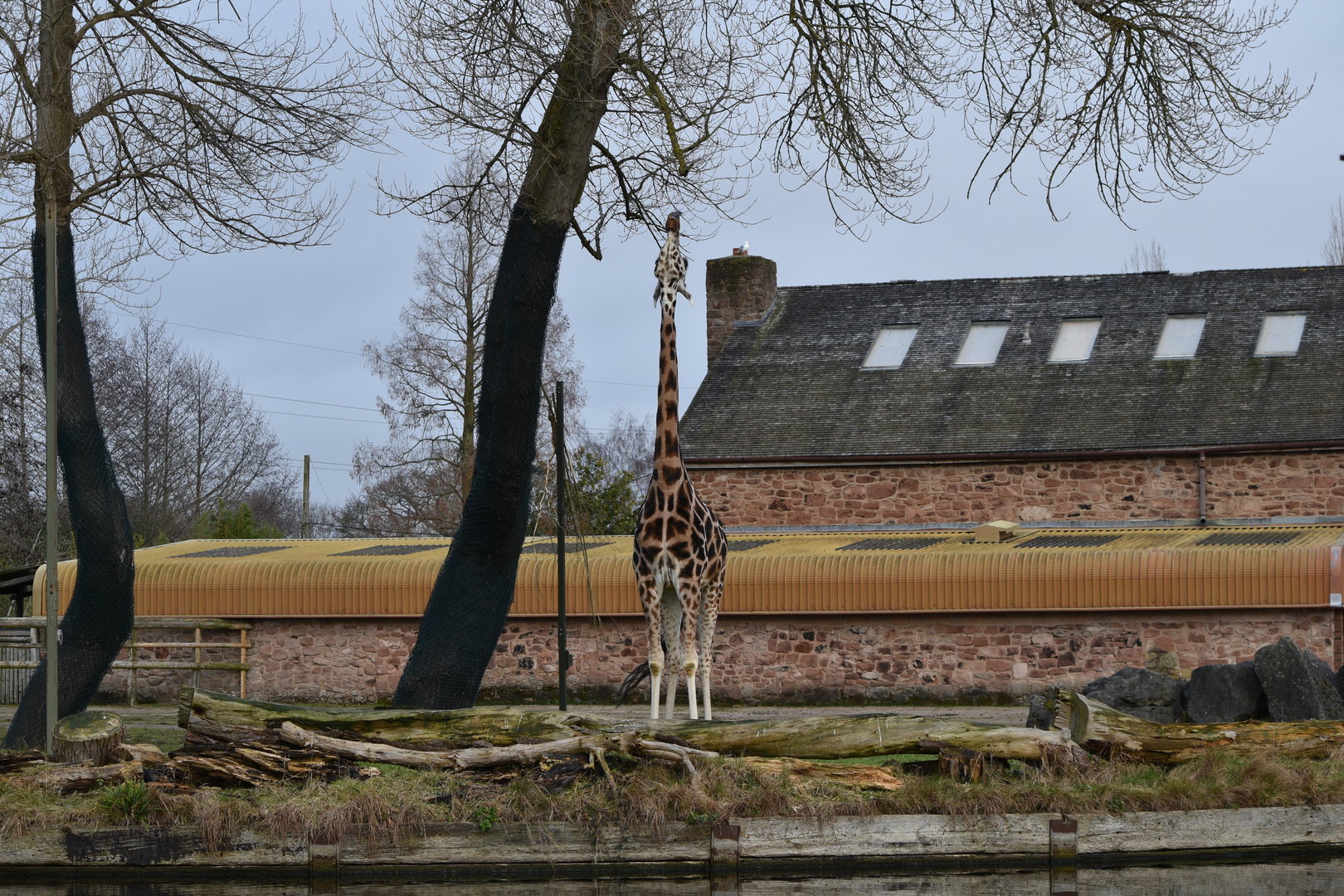 Rothschild's giraffe