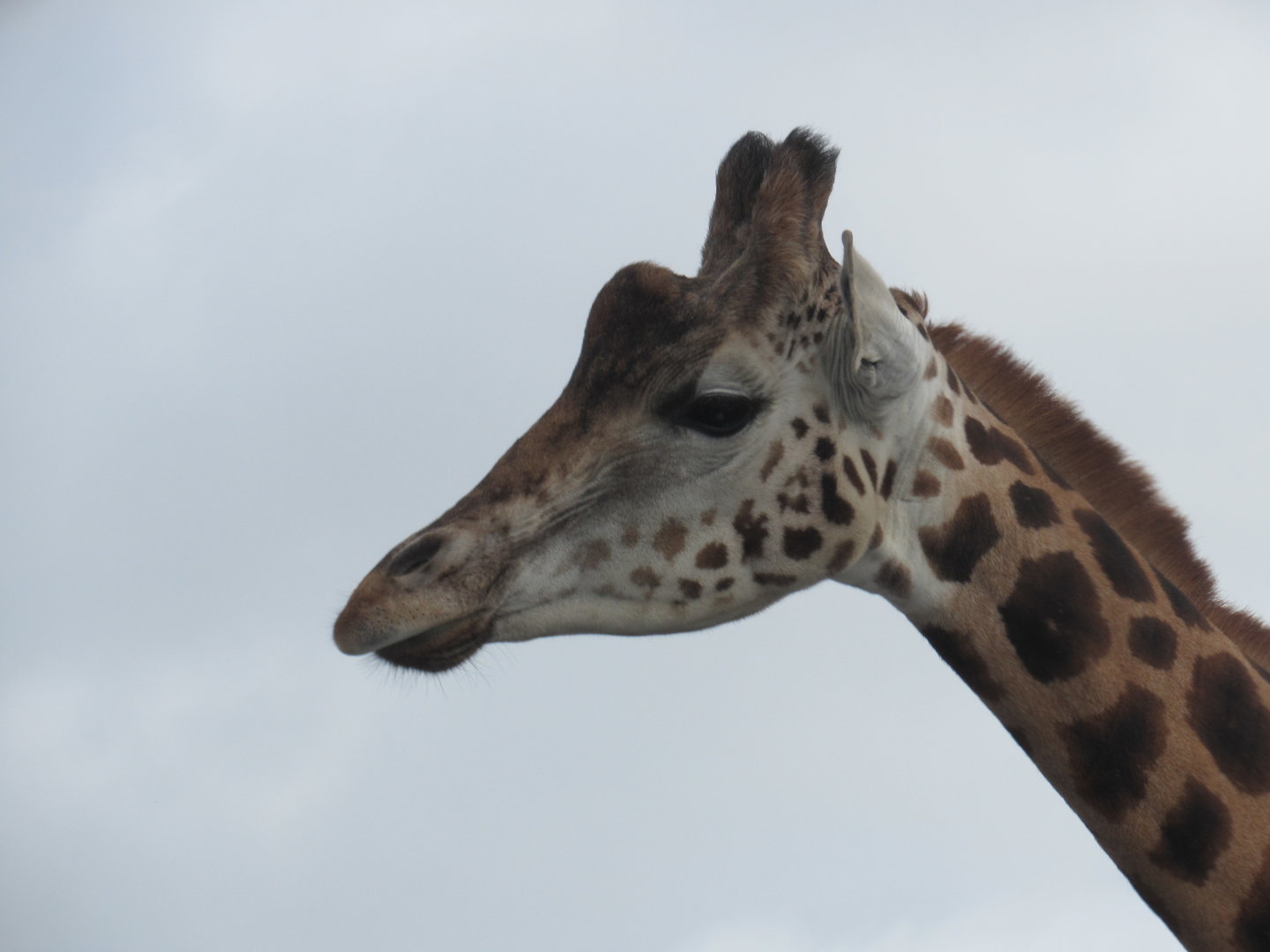 Rothschild’s Giraffe