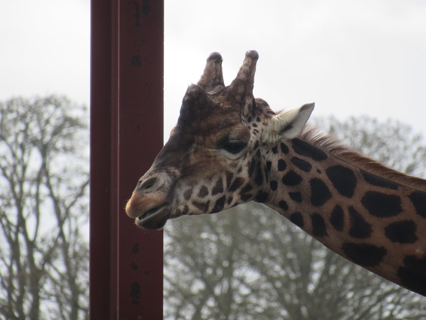 Rothschild’s Giraffe