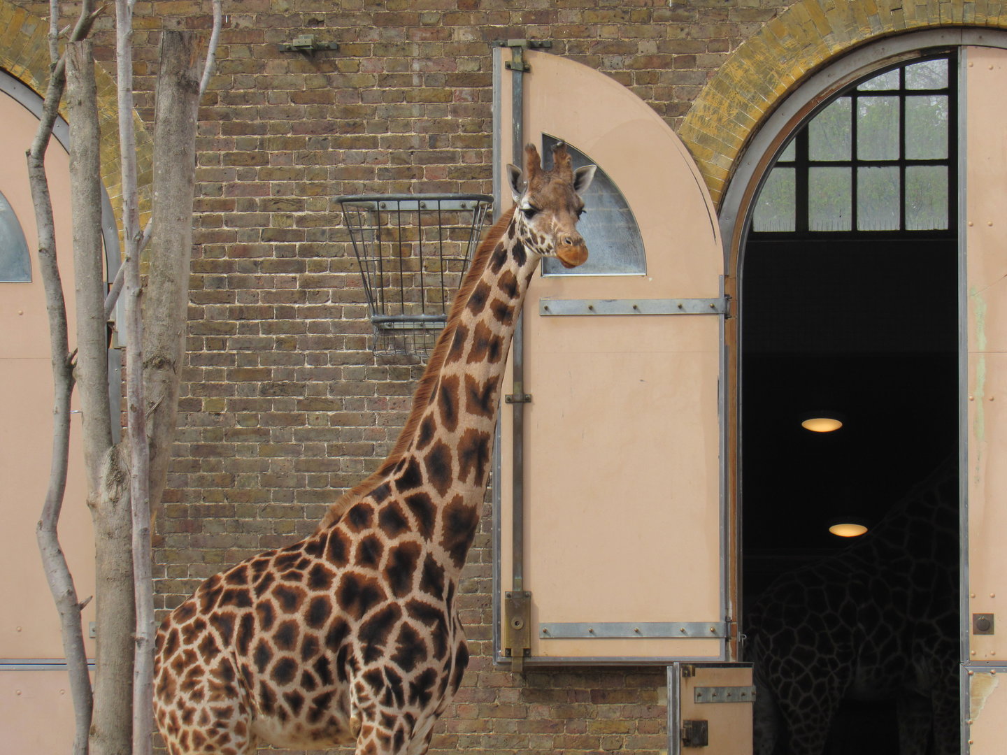 Rothschild’s Giraffe