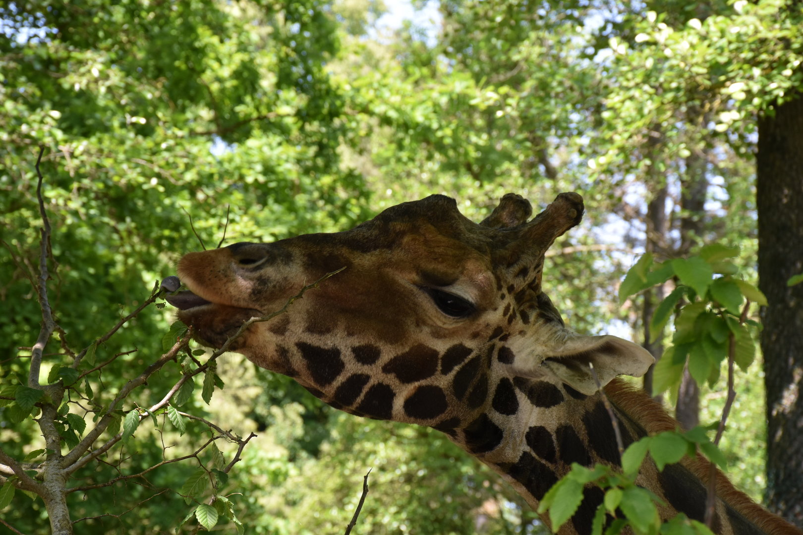 Rothschild's giraffe