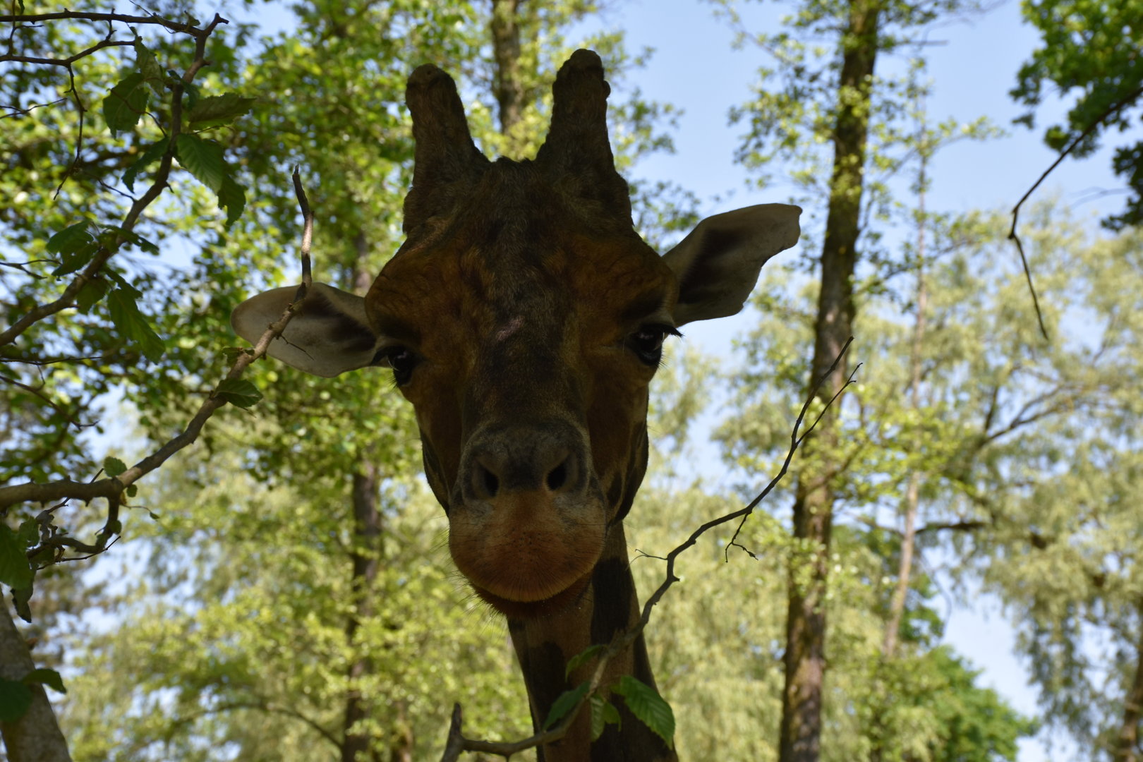 Rothschild's giraffe