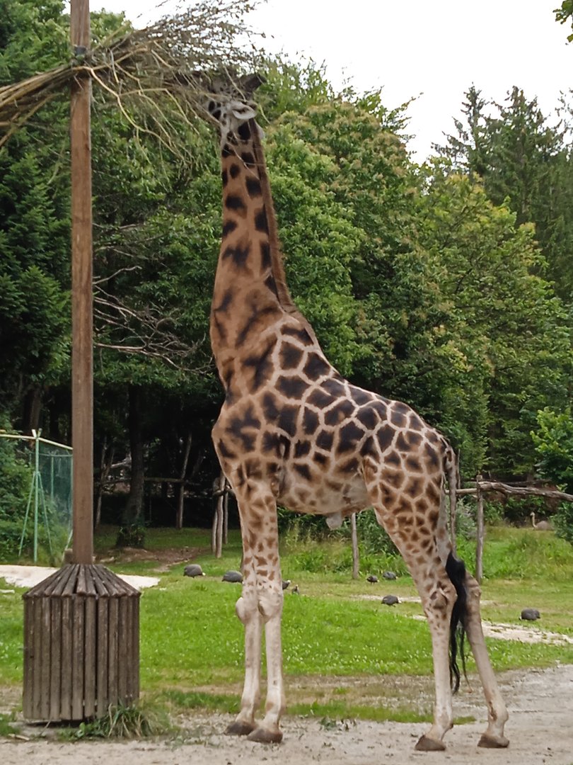 Rothschild's giraffe
