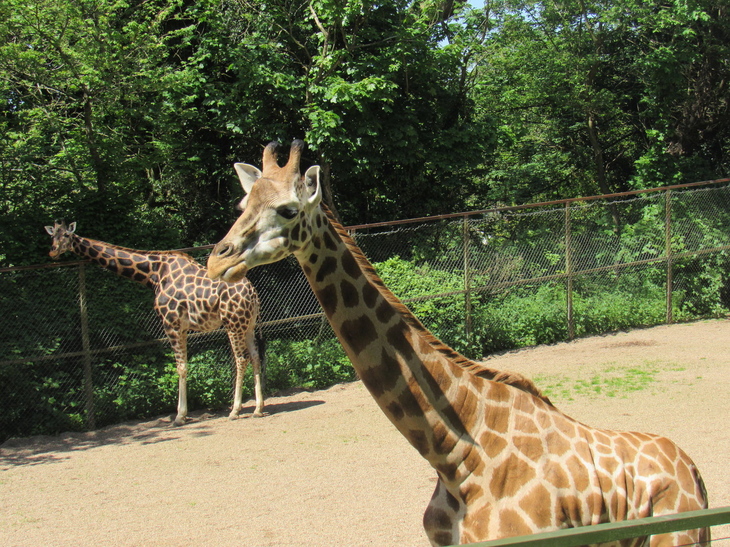 Rothschild’s Giraffe