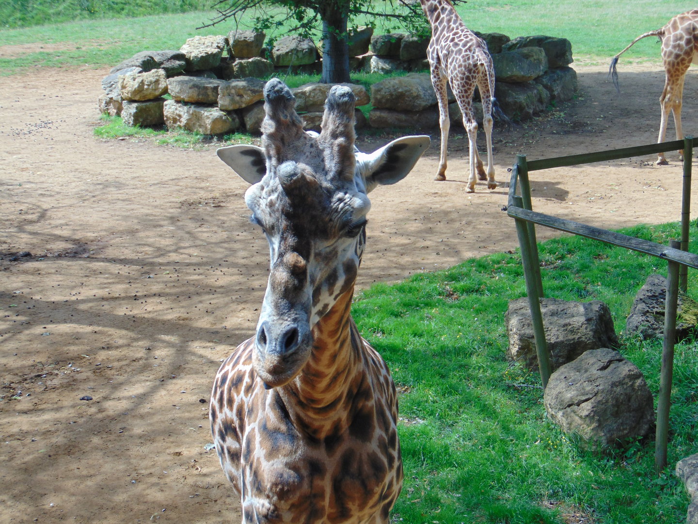 Rothschild's Giraffe