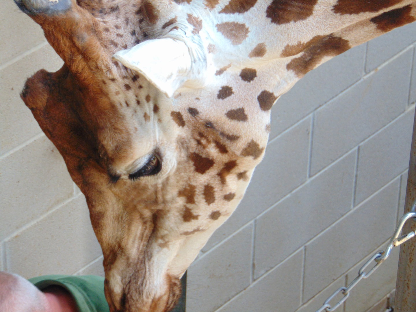 Rothschild's Giraffe