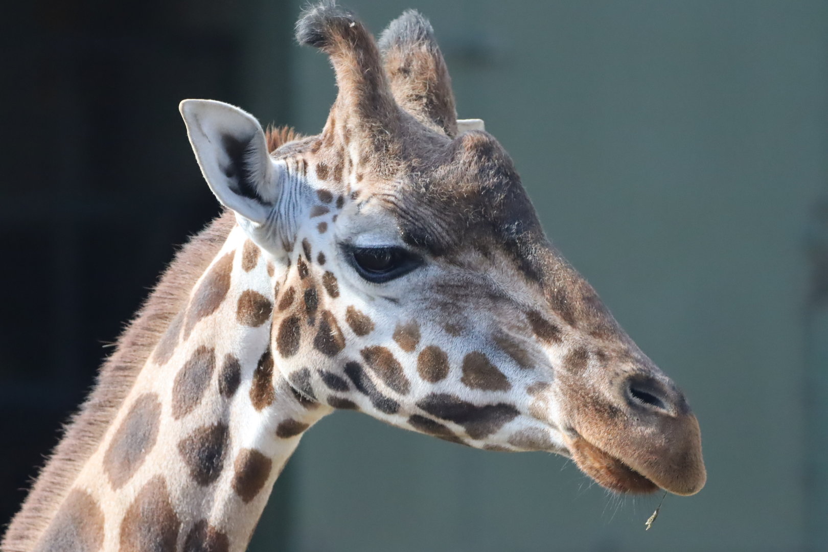 Rothschild's Giraffe