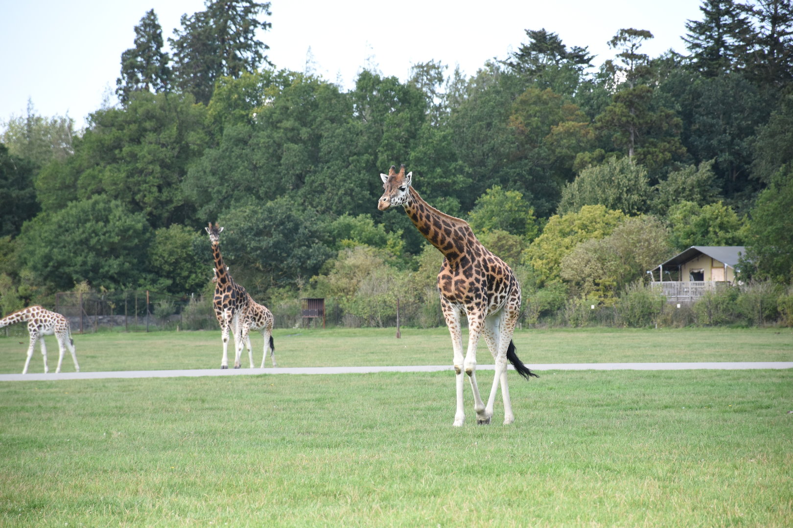 Rothschild's giraffe