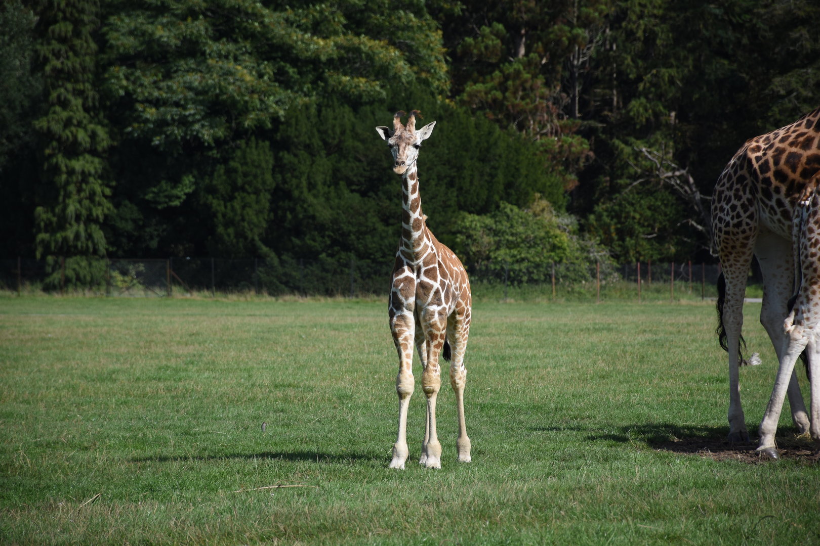 Rothschild's giraffe