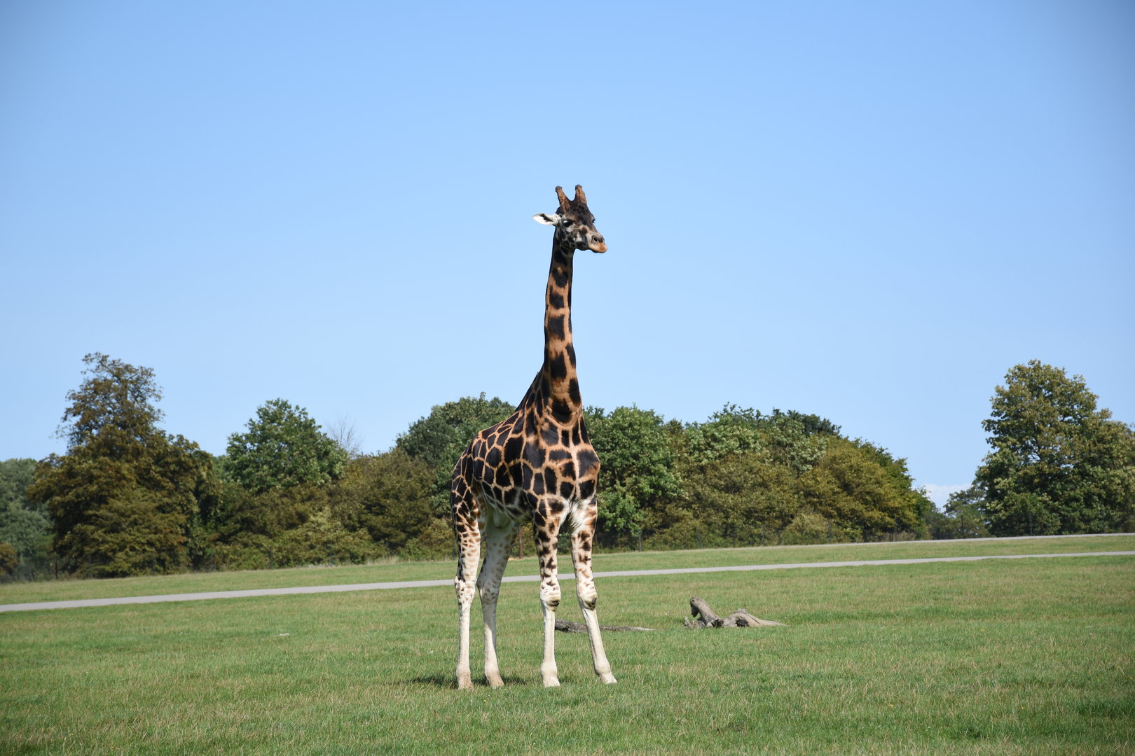 Rothschild's giraffe