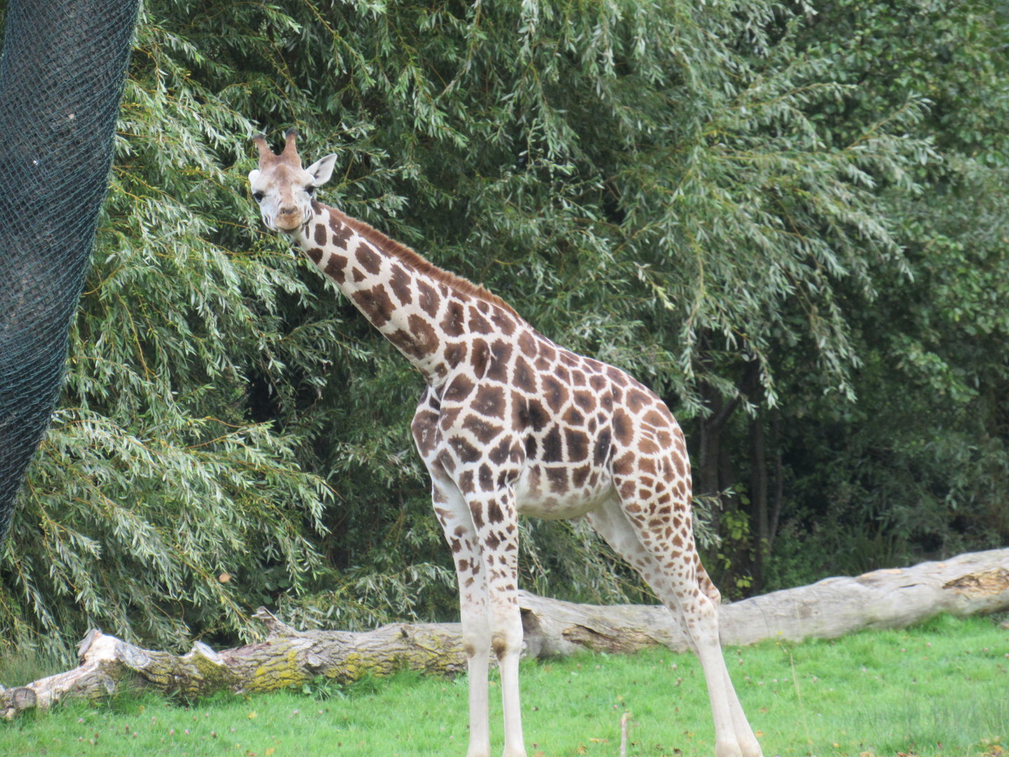Rothschild’s Giraffe