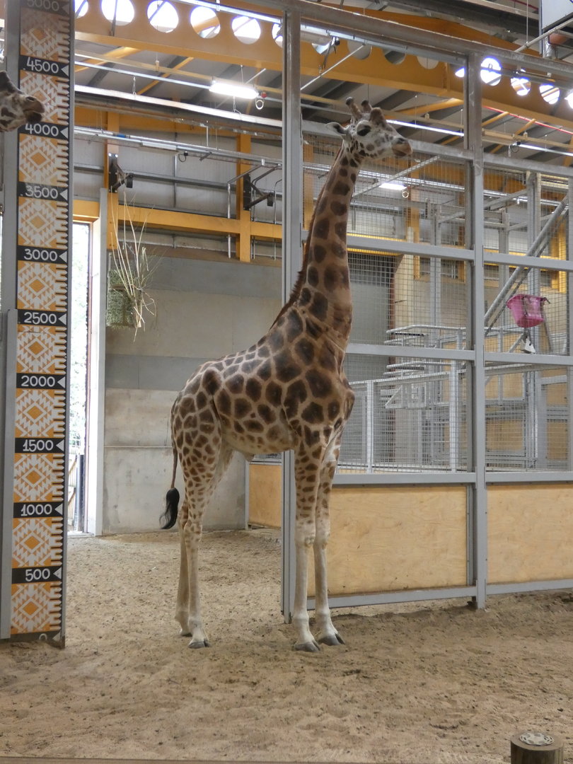 Rothschild's giraffe