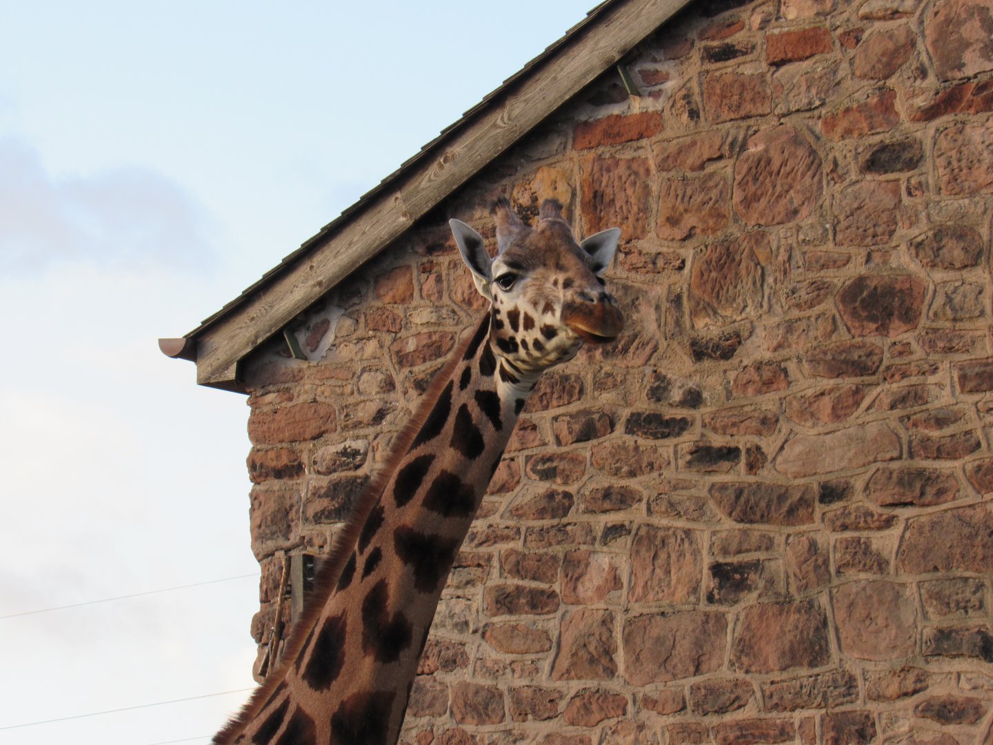 Rothschild’s giraffe