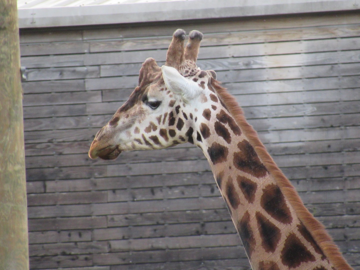 Rothschild’s giraffe