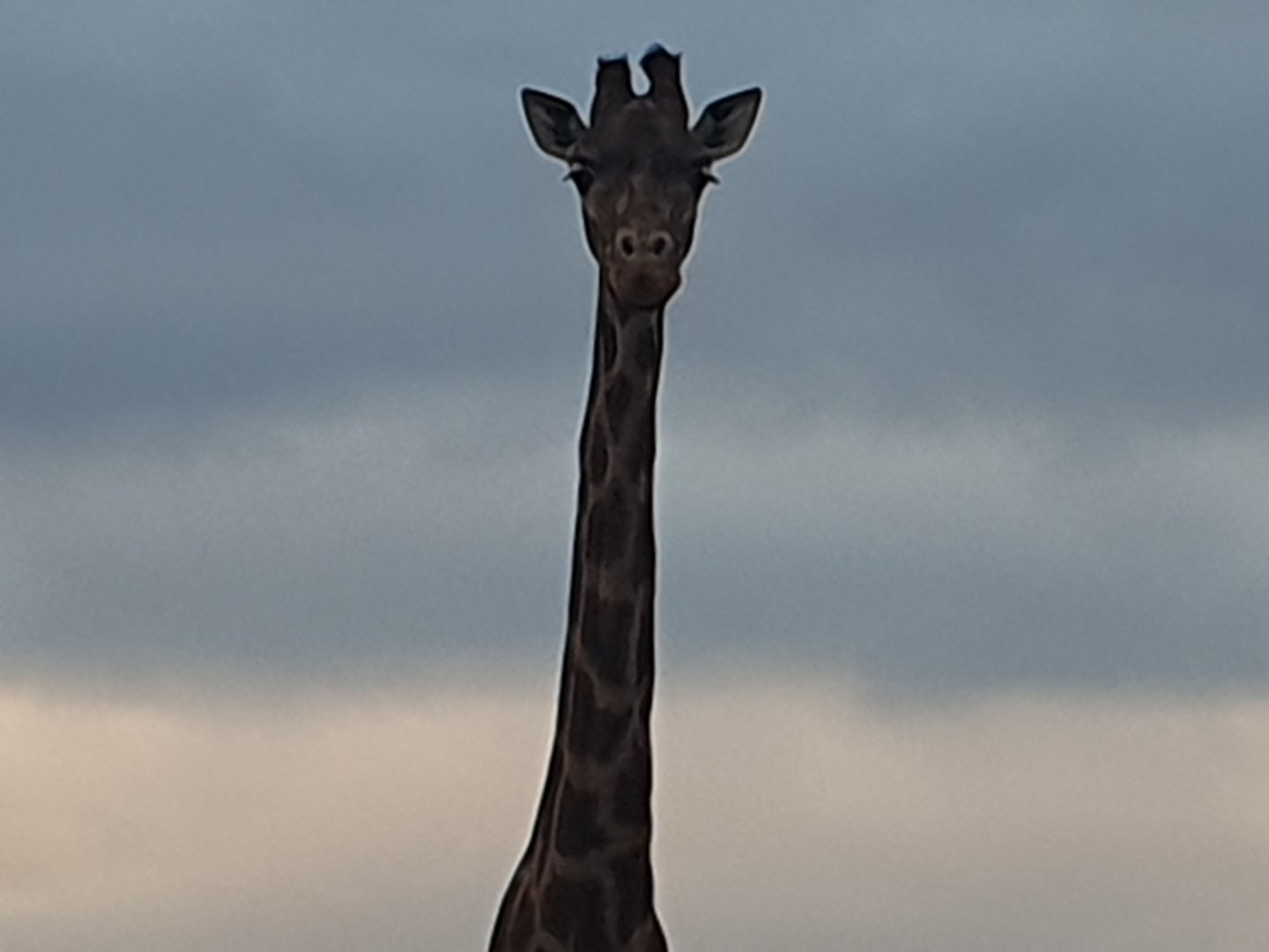 Rothschilds Giraffe