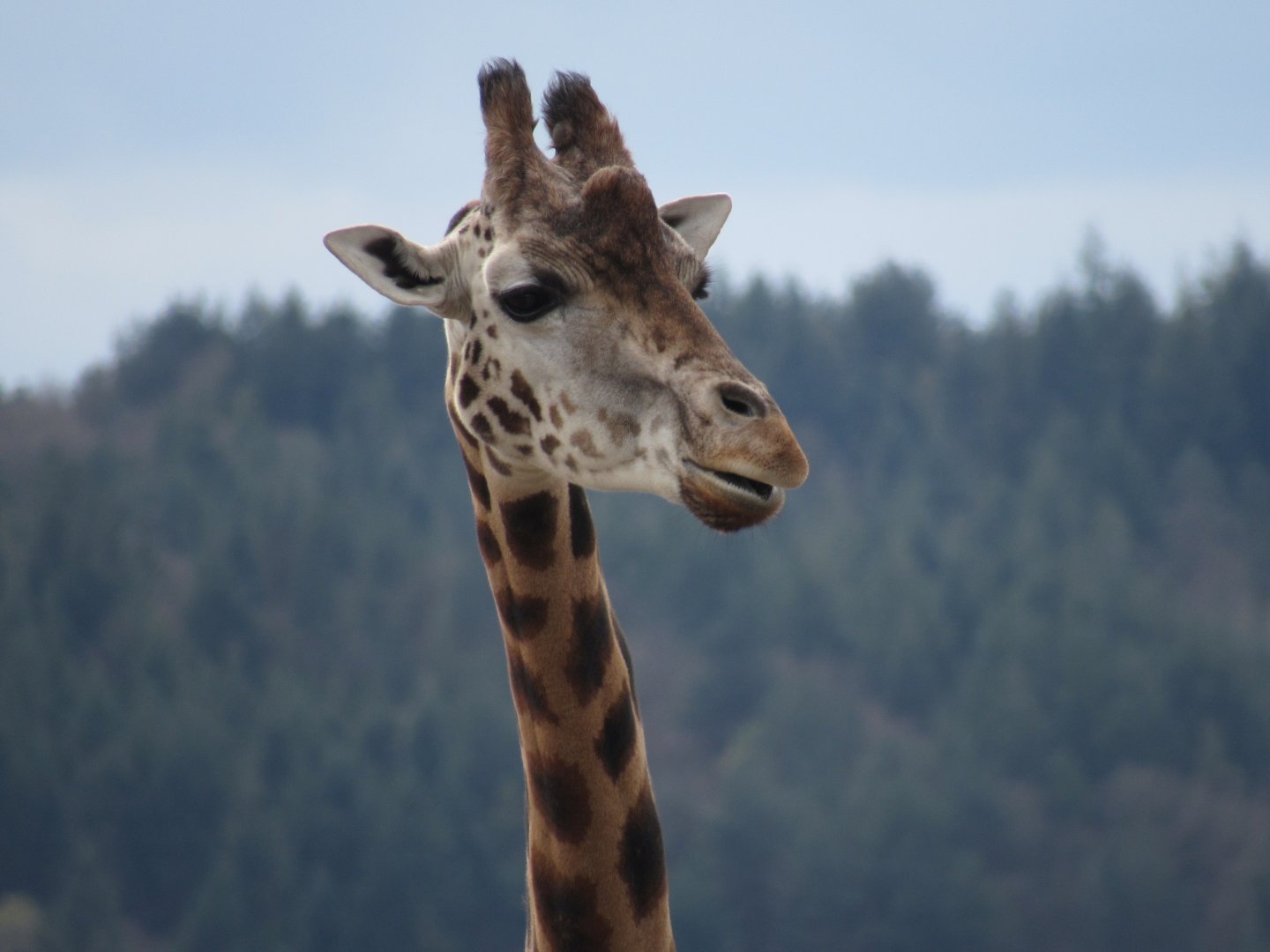 Rothschild’s giraffe