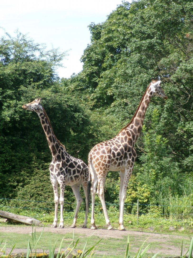 Rothschild's giraffe