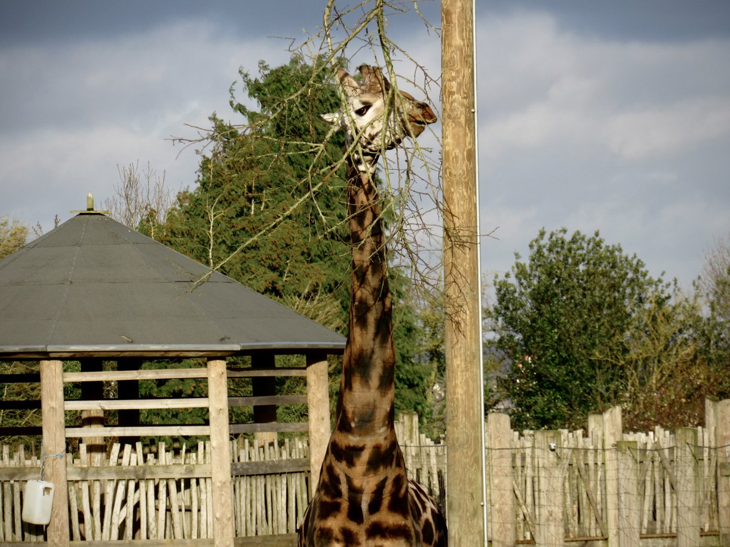 Rothschild’s giraffe