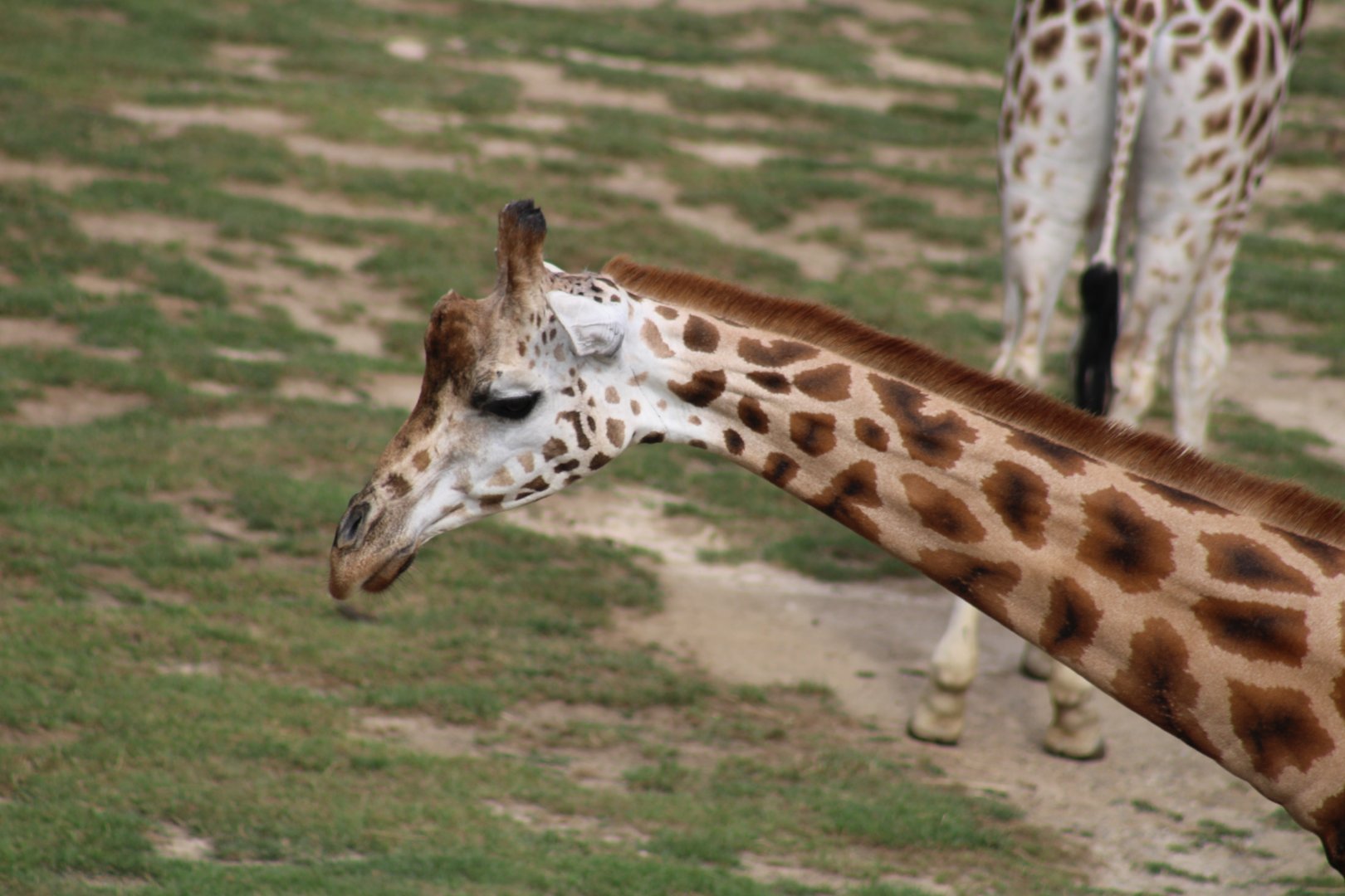 Rothschild's Giraffe