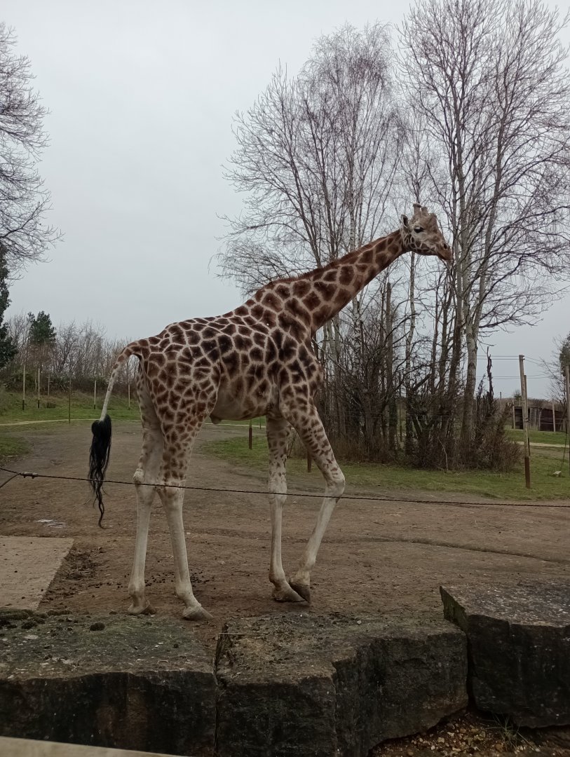 Rothschild's giraffe