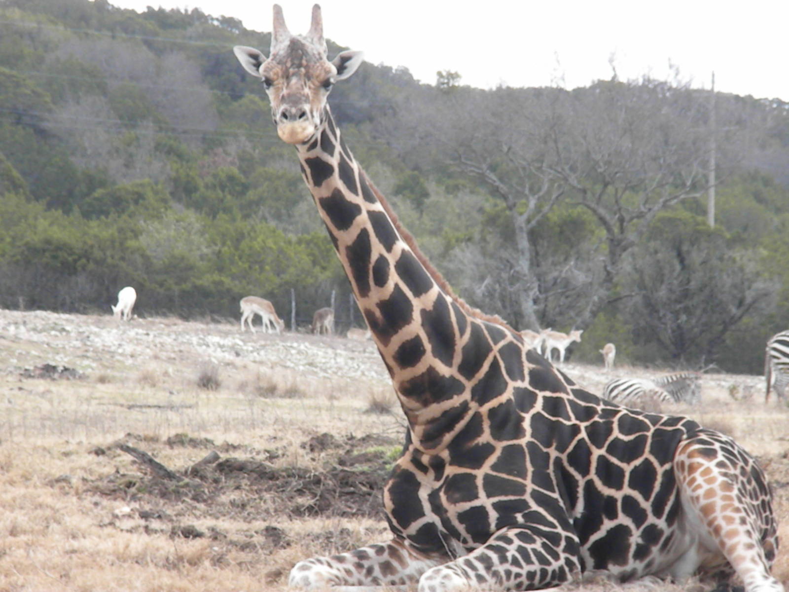Rothschild's Giraffe