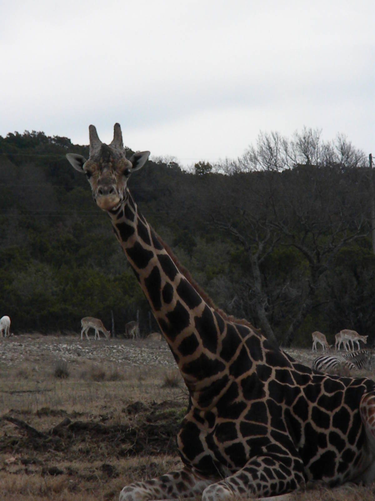 Rothschild's Giraffe