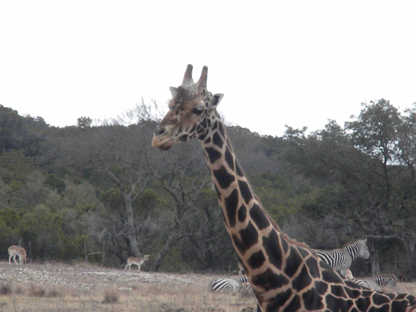 Rothschild's Giraffe