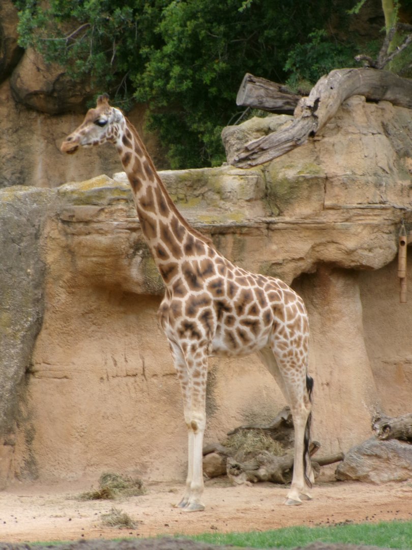 Rothschild's giraffe