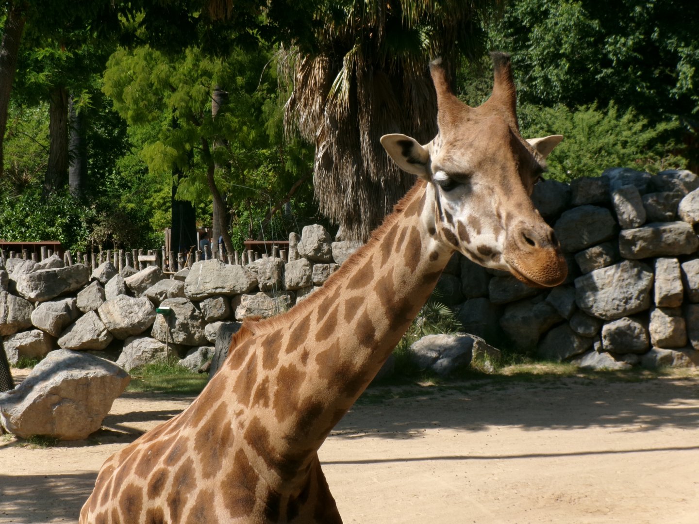 Rothschild's giraffe