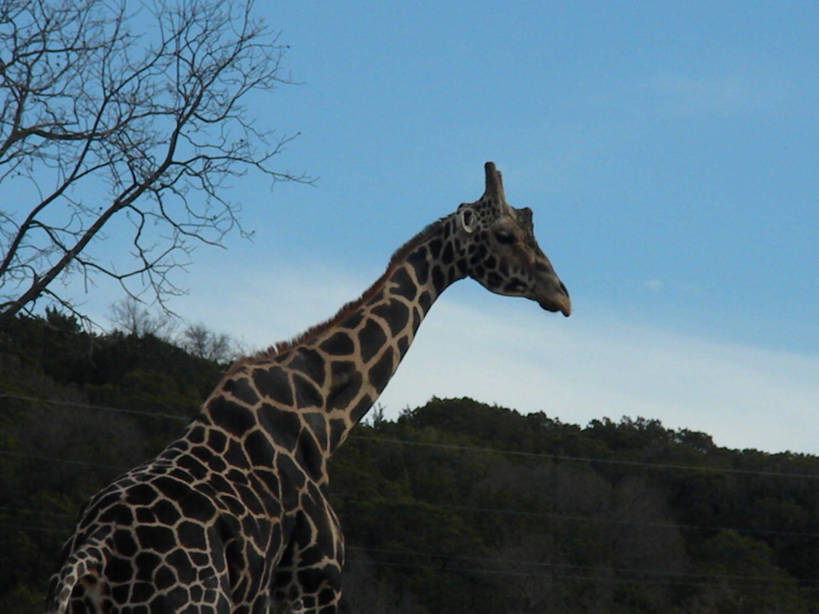 Rothschild's Giraffe