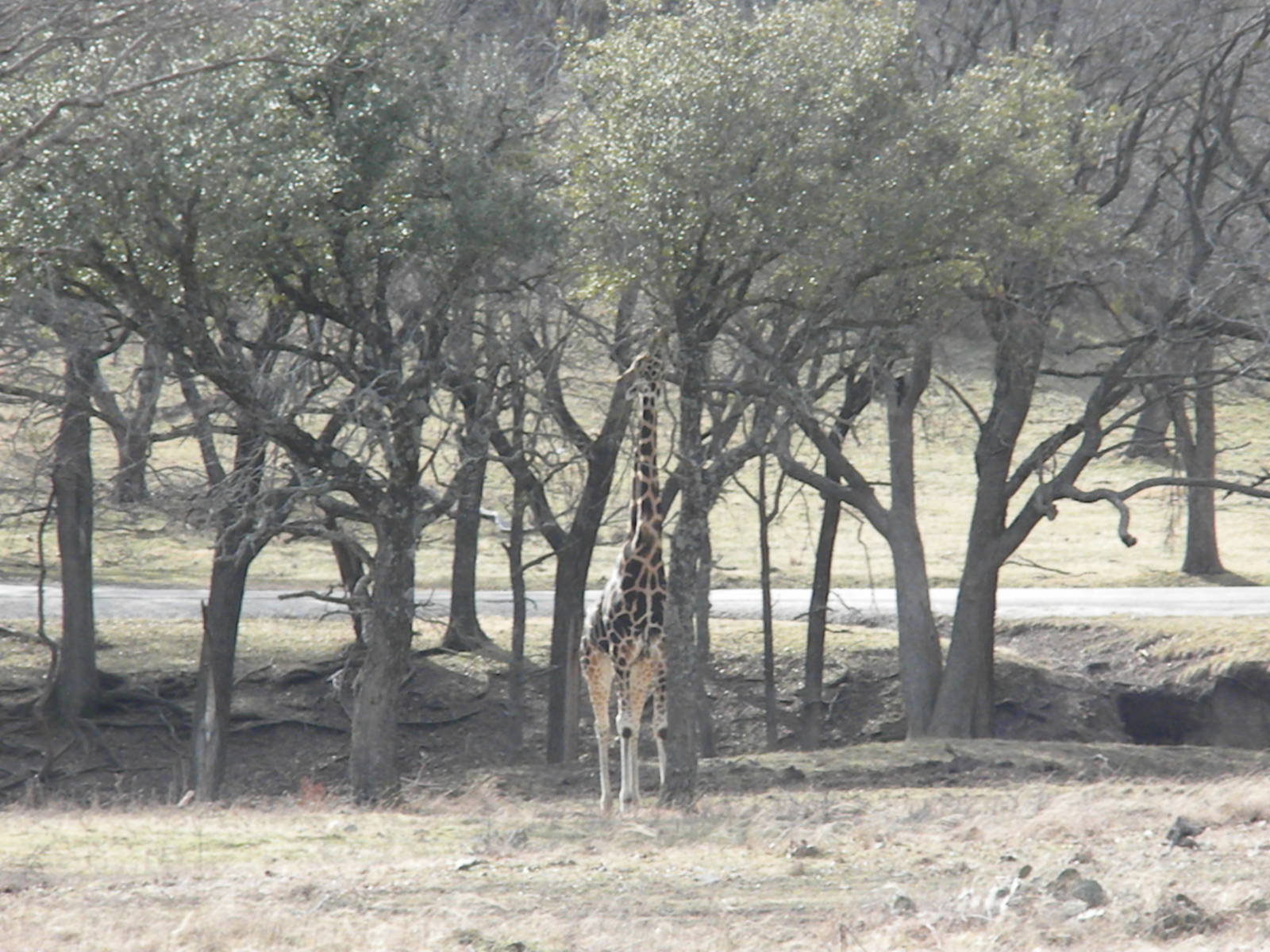 Rothschild's Giraffe