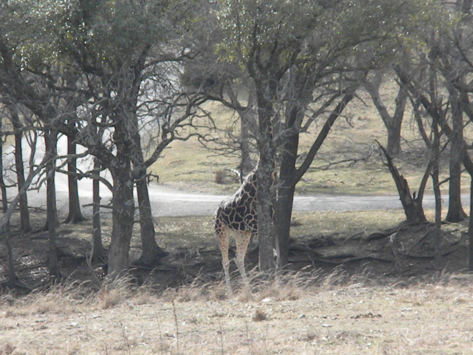 Rothschild's Giraffe