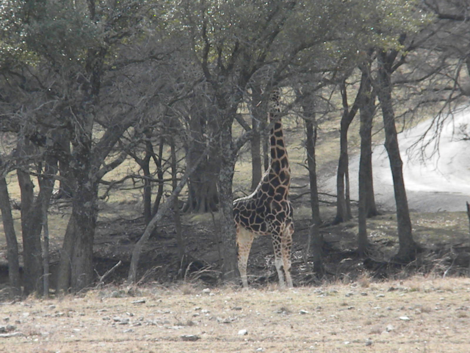 Rothschild's Giraffe