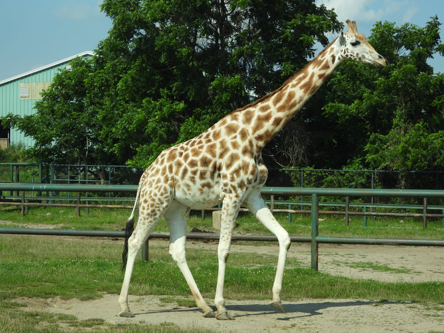 "Rothschild's" giraffe