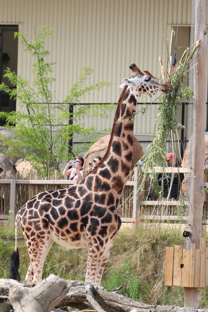 Rothschild's Giraffe