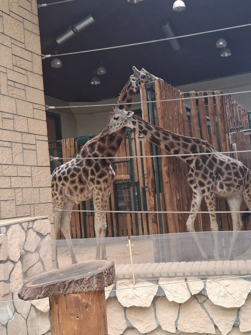 Rothschild's Giraffe