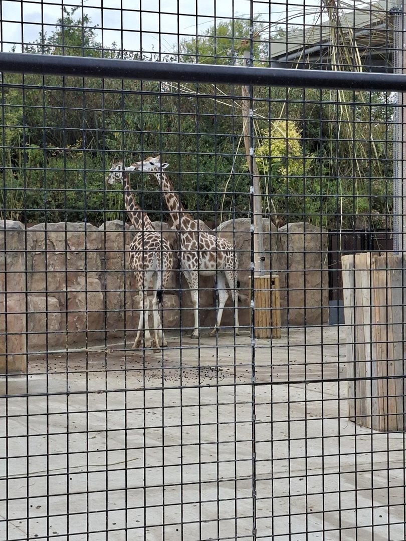 Rothschild's Giraffe