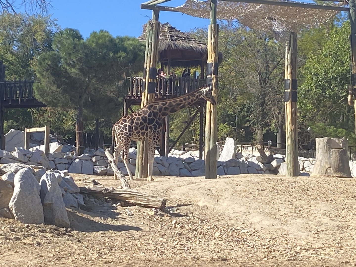 Rothschild’s giraffe