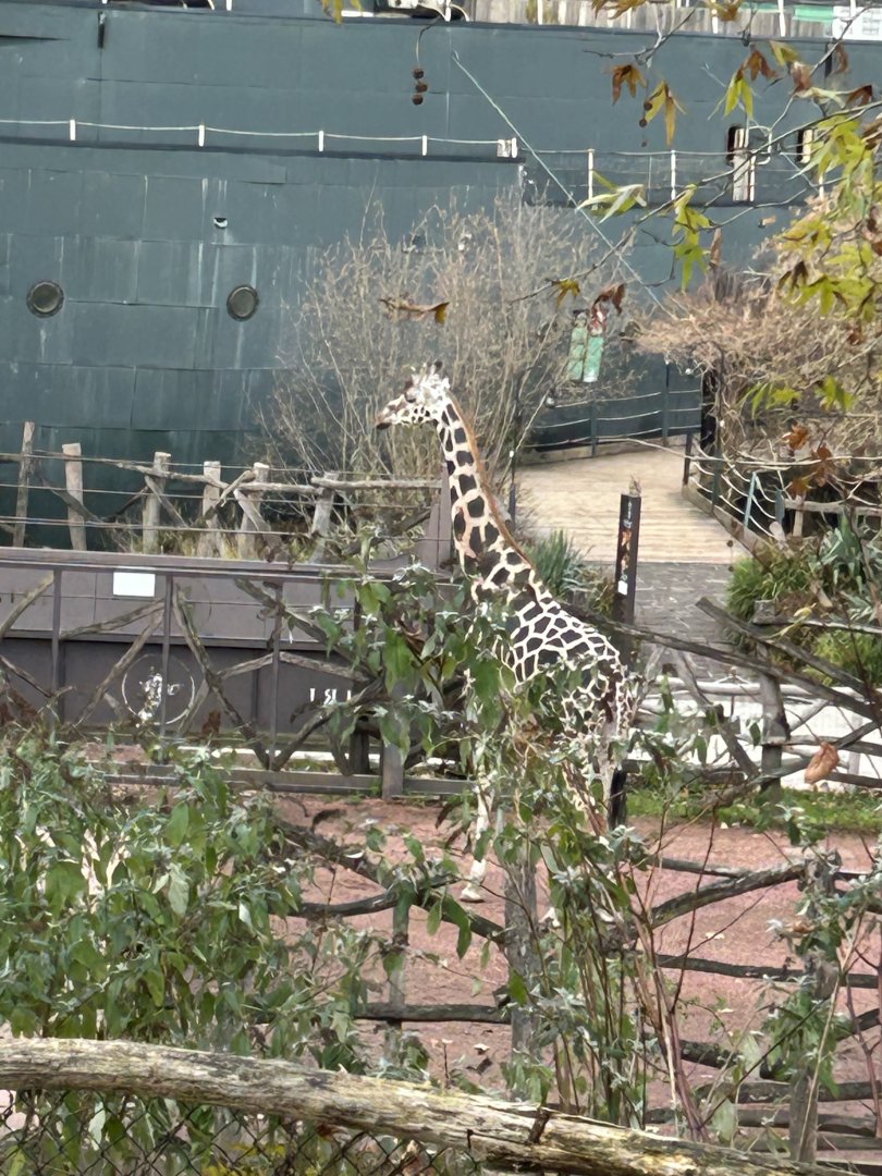 Rothschild’s giraffe