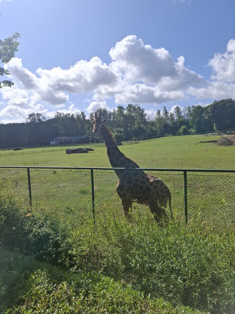 Rothschild's Giraffee