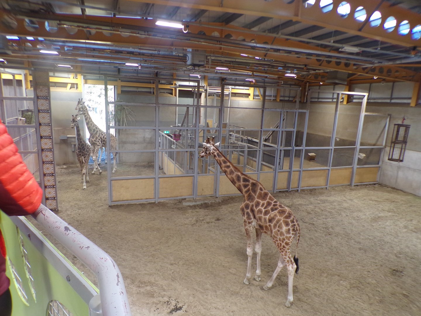 Rothschild’s giraffes 1.1.24