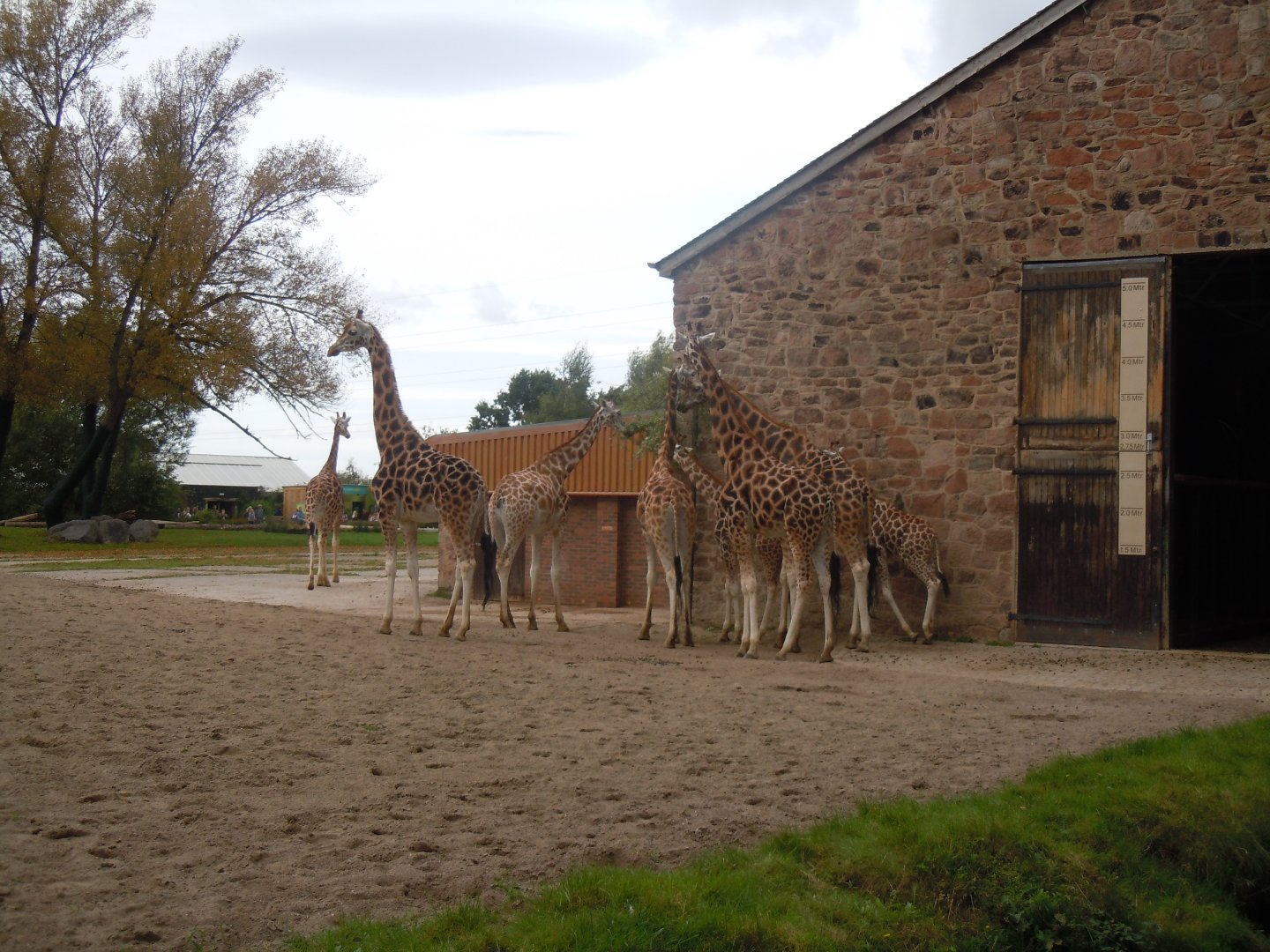 Rothschild's giraffes 110920