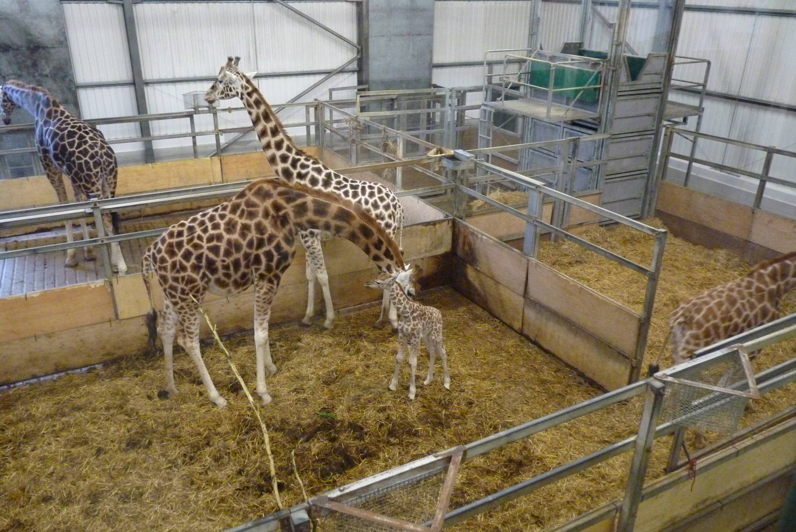 Rothschild's Giraffes, 26 January 2014