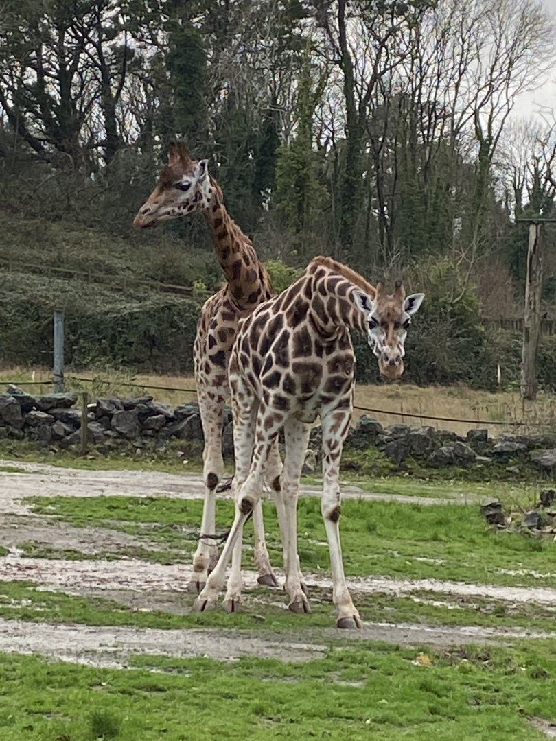 Rothschild's giraffes 301221