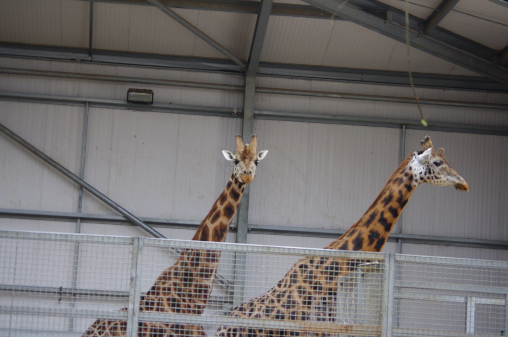 Rothschilds Giraffes- 4/3/2023