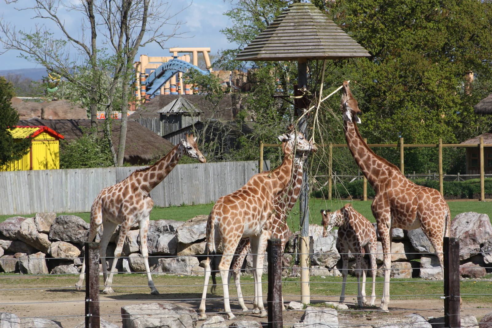 Rothschild's Giraffes, 6th May 2014
