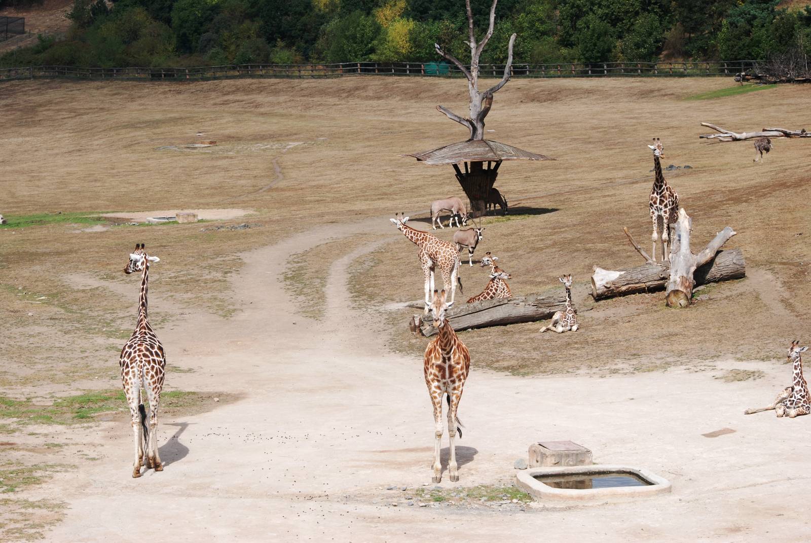 Rothschild's Giraffes and Beisa Oryx at Prague, 25/08/12