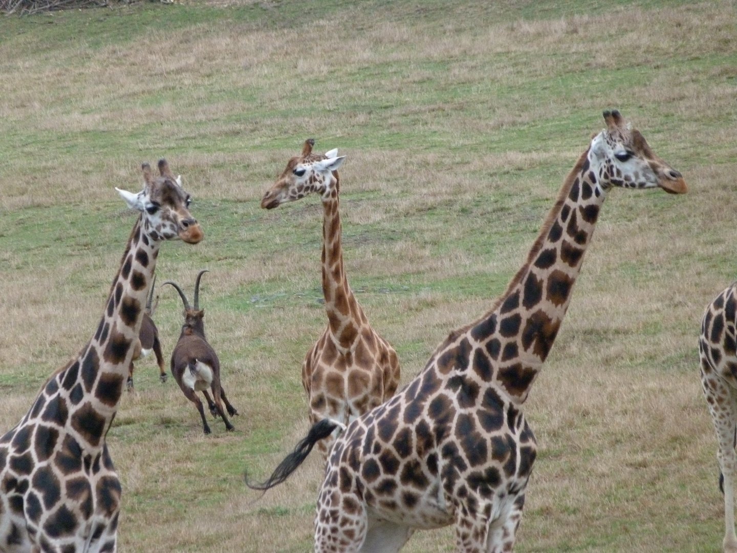 Rothschild's giraffes and Black sable antelopes -Zoo Praha (2025)