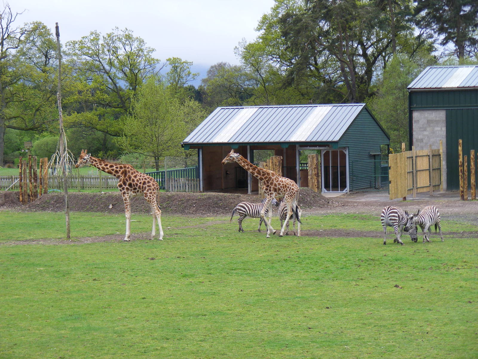 Rothschild's giraffes and Grant's zebras at Blair Drummond Safari Park, 19